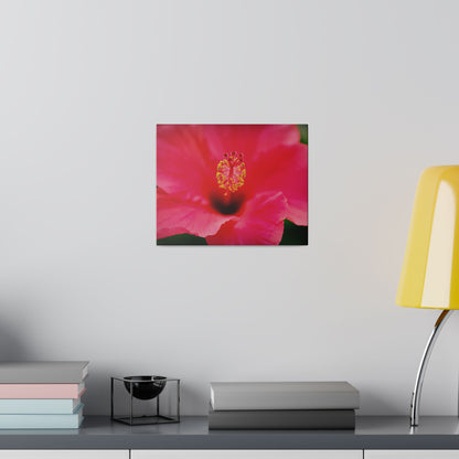 A beautiful hibiscus flower printed on a stretched matte canvas