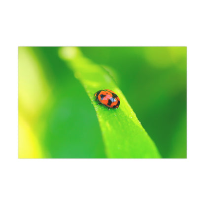 A macro print of a beautiful ladybug