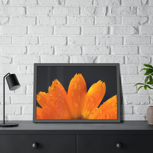 Orange flower petals drenched in dew printed on a framed paper poster