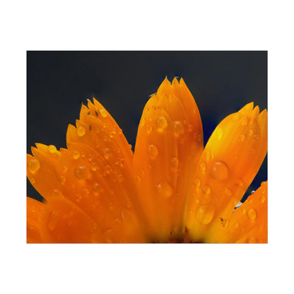 Orange flower petals drenched in dew printed on a rollable poster
