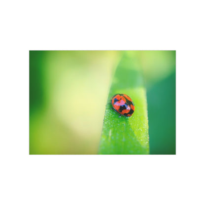 A macro print of a beautiful lady bug