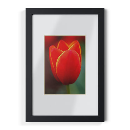 Fiery red and yellow tulip in a black framed poster