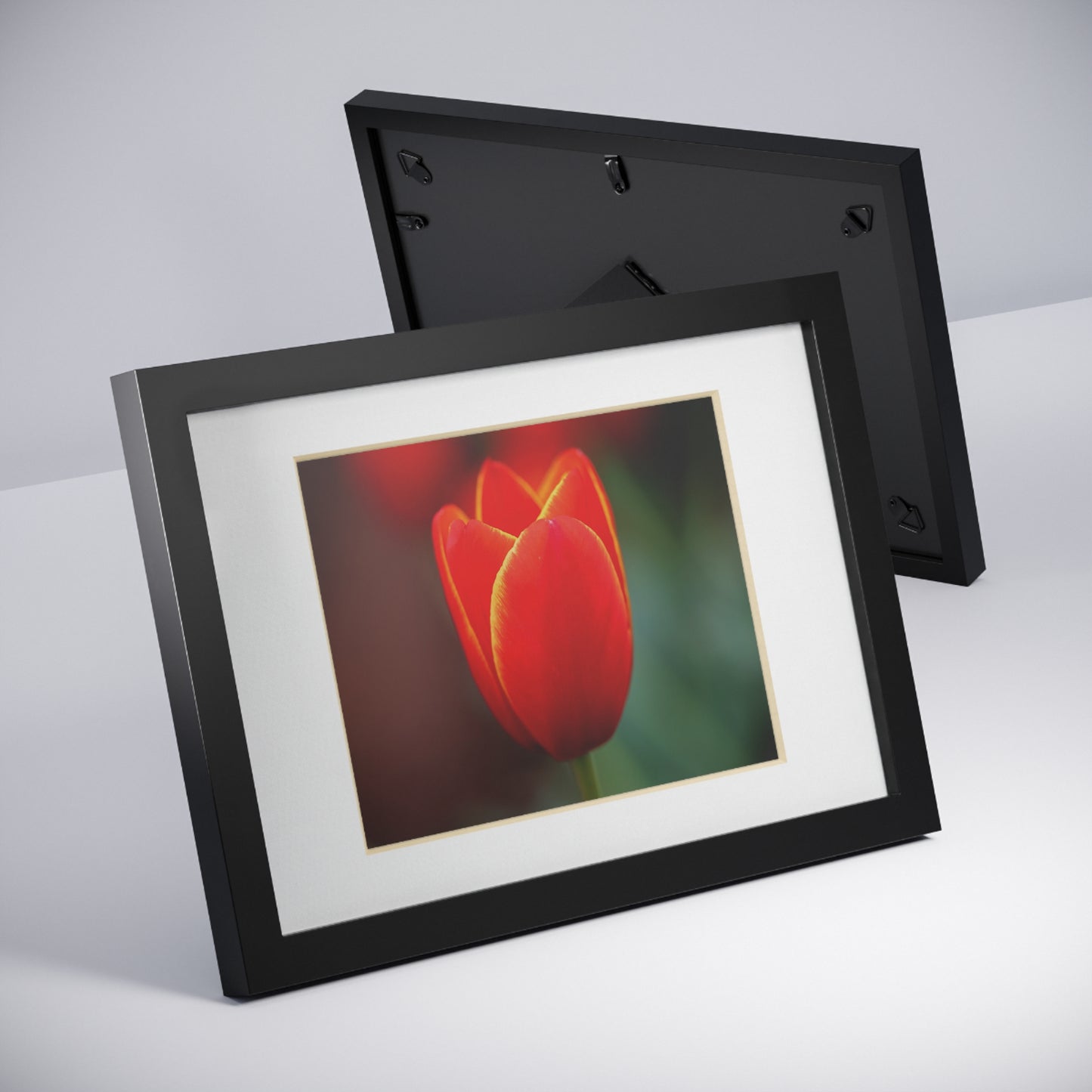 Fiery red and yellow tulip in a black framed poster