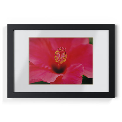 A beautiful hibiscus flower printed on a black framed poster