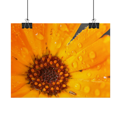 Drenched yellow flower printed on a rollable poster