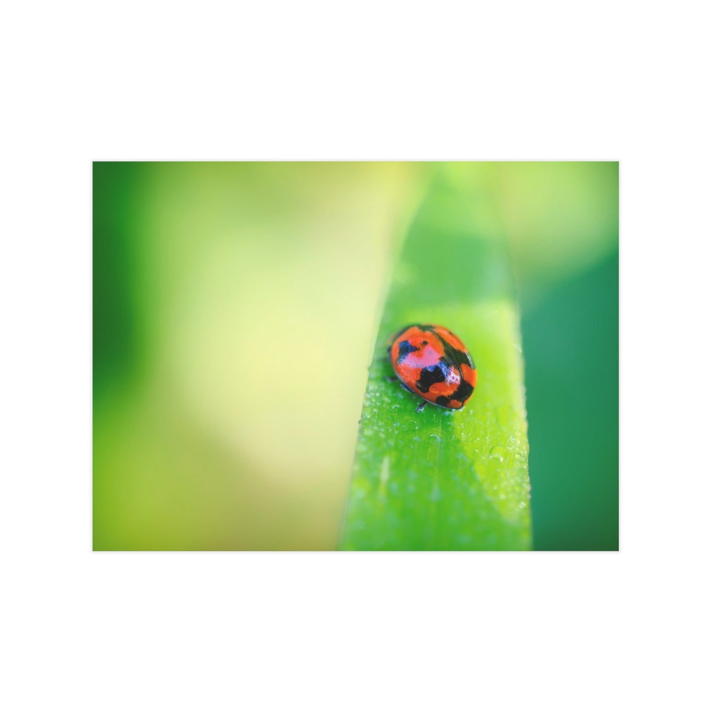 A macro print of a beautiful lady bug