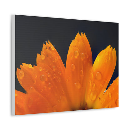 Orange flower petals drenched in dew printed on a stretched satin canvas