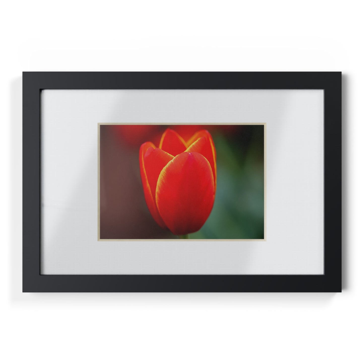 Fiery red and yellow tulip in a black framed poster