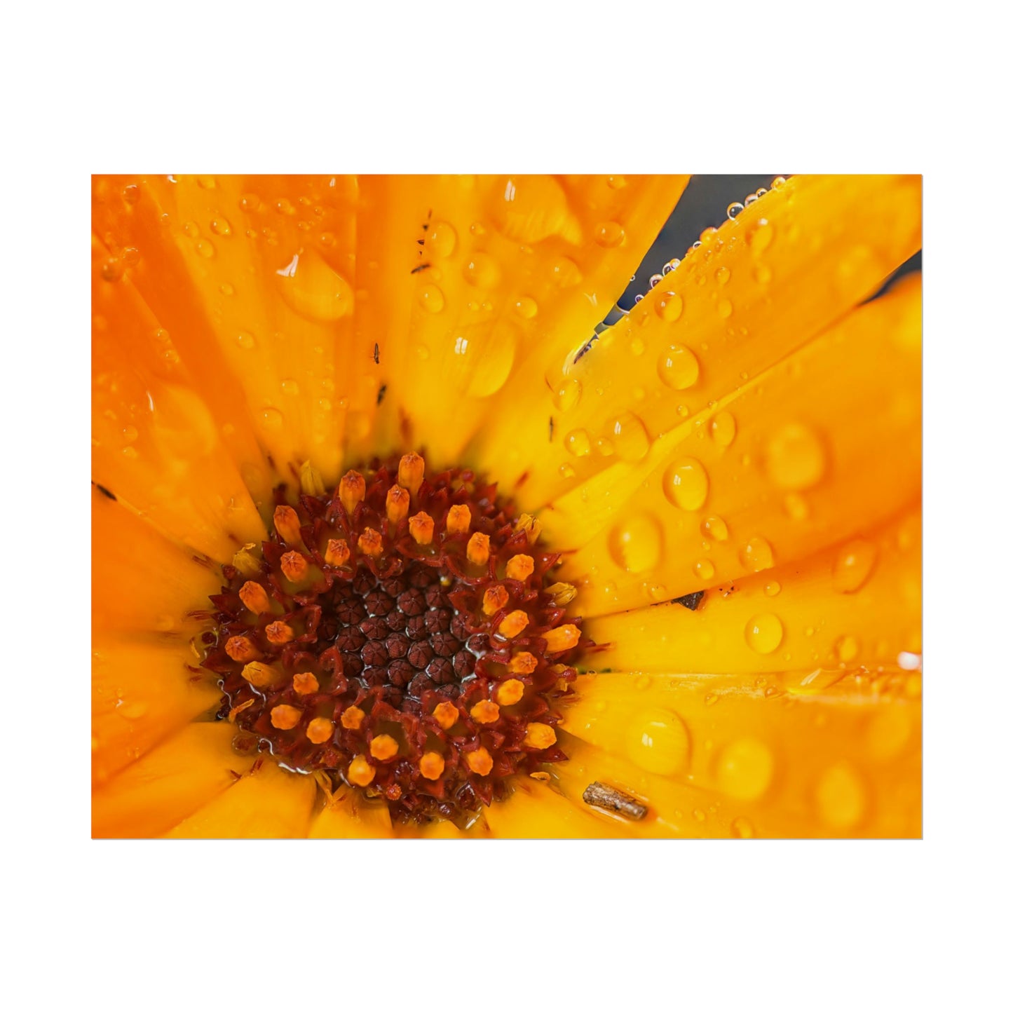 Drenched yellow flower printed on a rollable poster