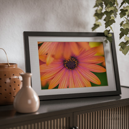 Colorful daisy printed on a black framed posters