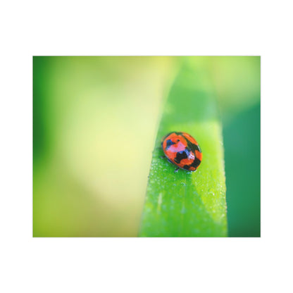 A macro print of a beautiful lady bug