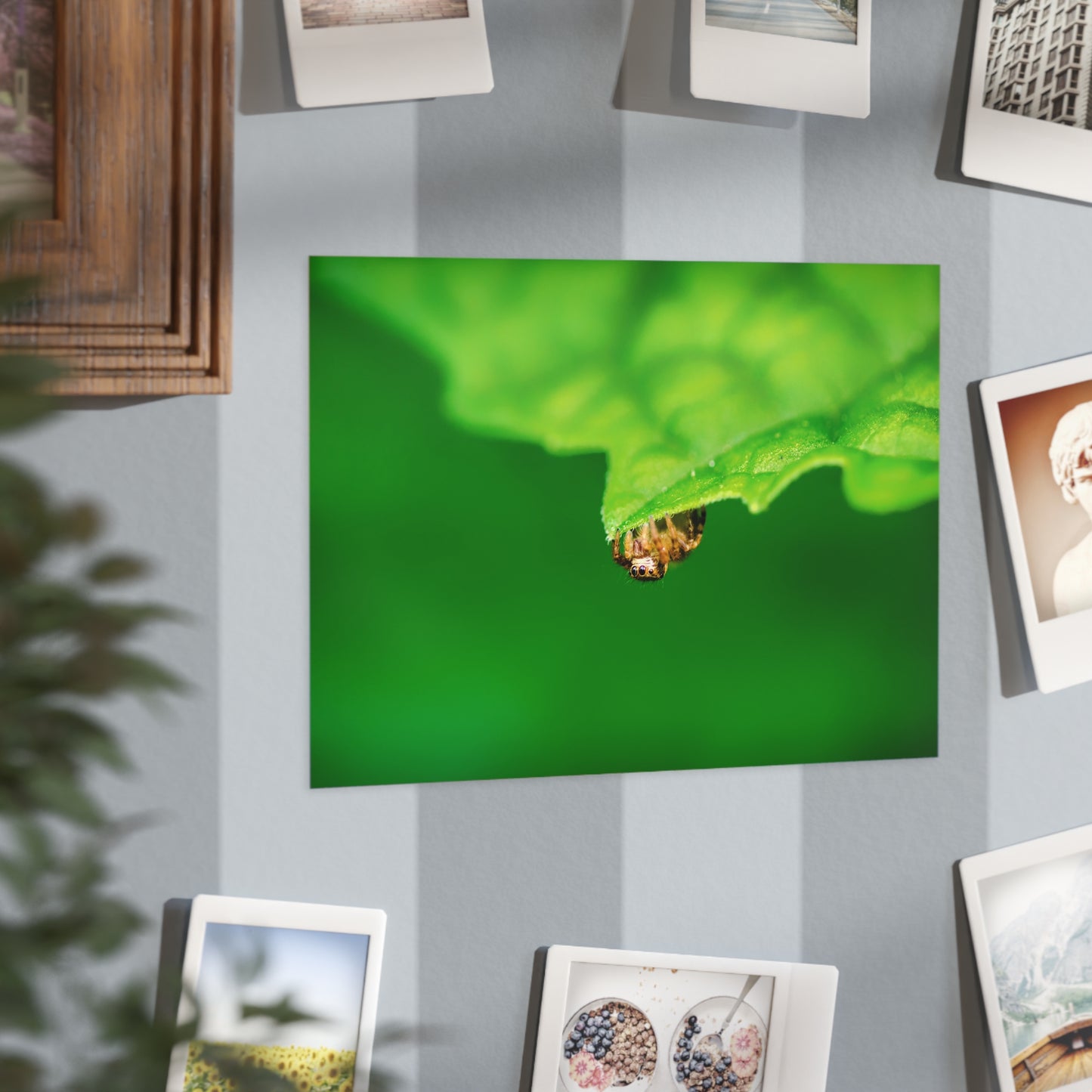 They live amongst us! A macro print of a tiny spider sitting at the edge of a luscious green leaf