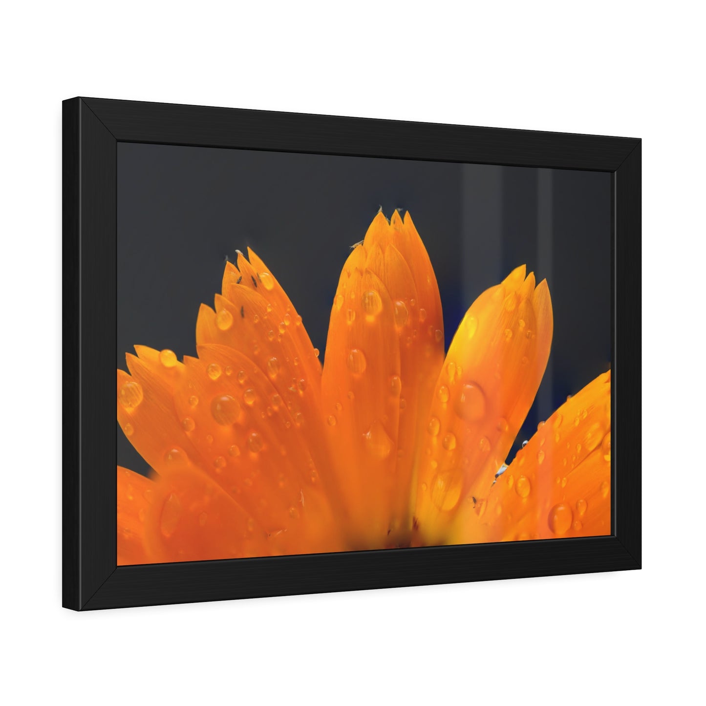 Orange flower petals drenched in dew printed on a framed paper poster