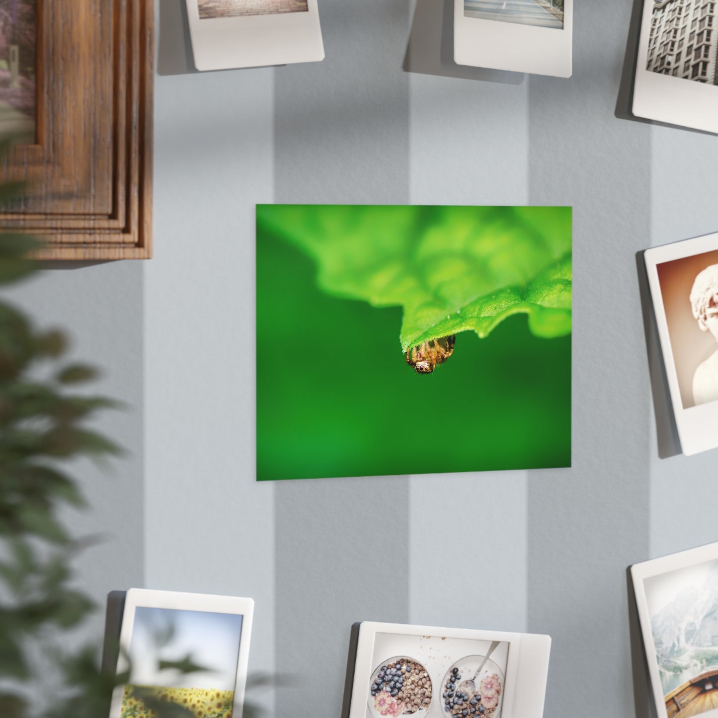 They live amongst us! A macro print of a tiny spider sitting at the edge of a luscious green leaf