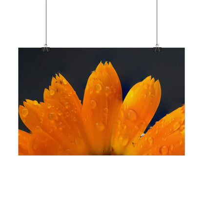 Orange flower petals drenched in dew printed on a rollable poster