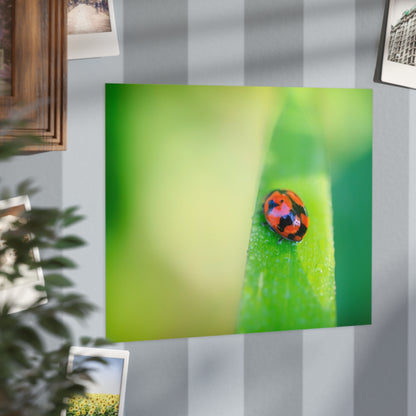 A macro print of a beautiful lady bug