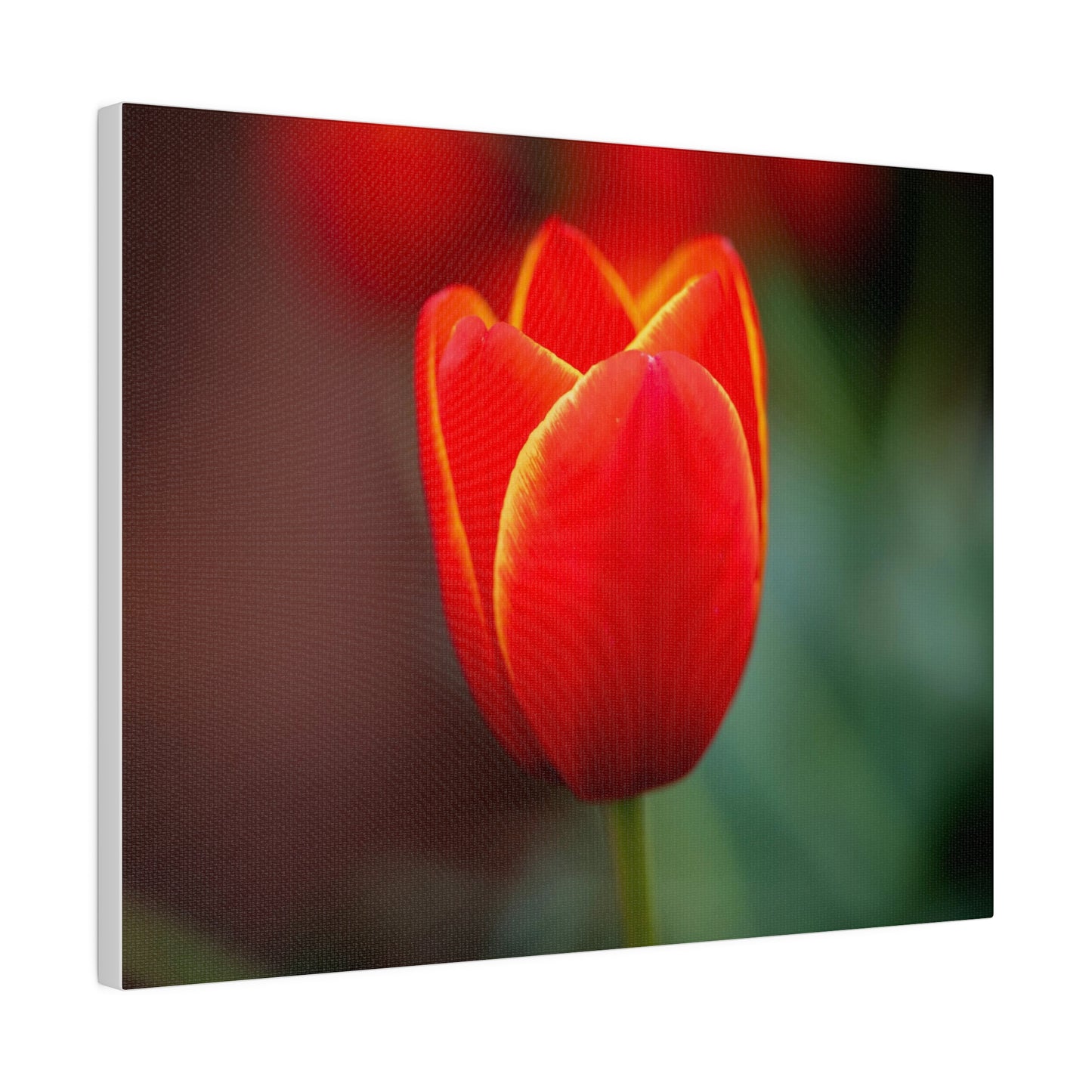 Fiery red and yellow tulip printed on a stretched matte canvas