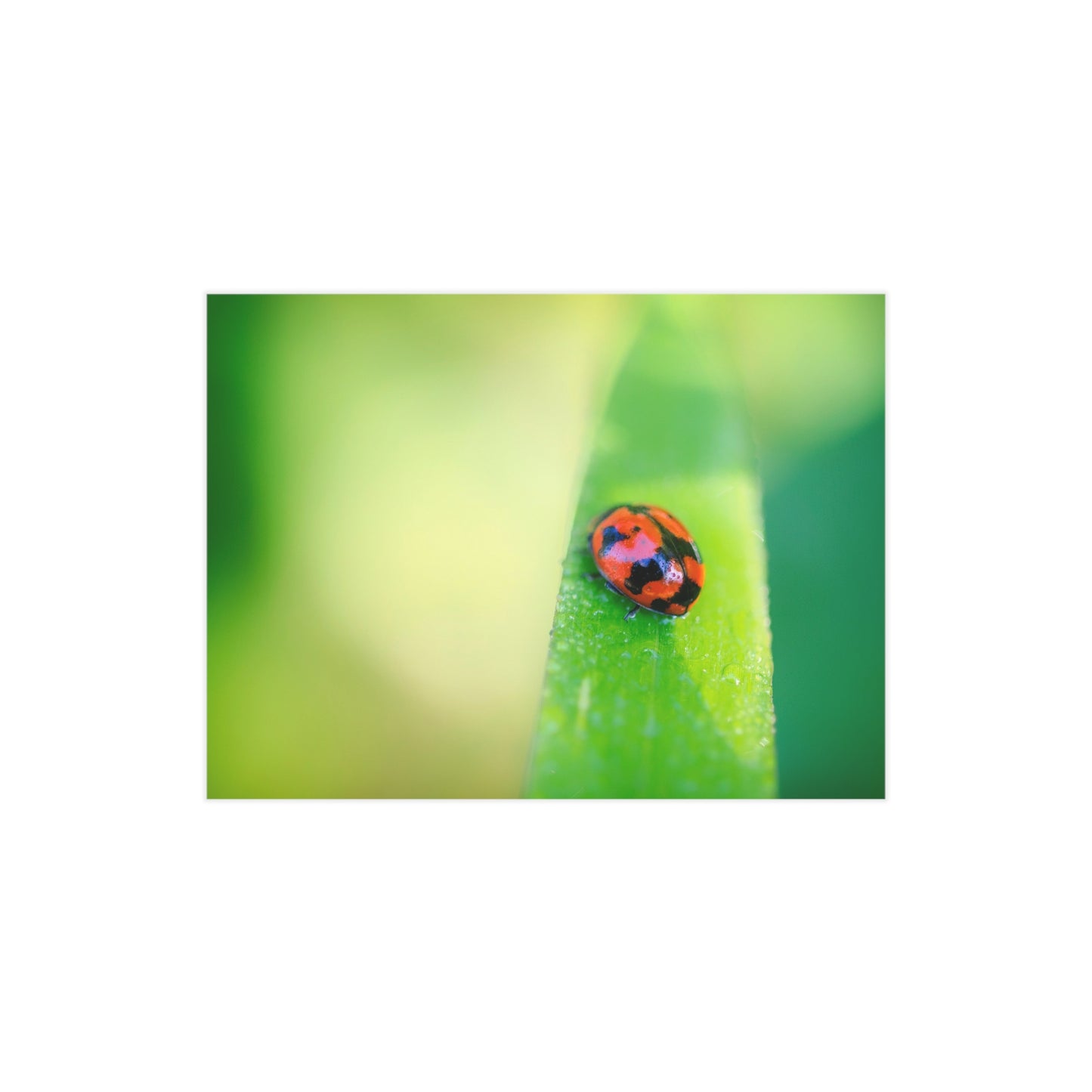 A macro print of a beautiful lady bug