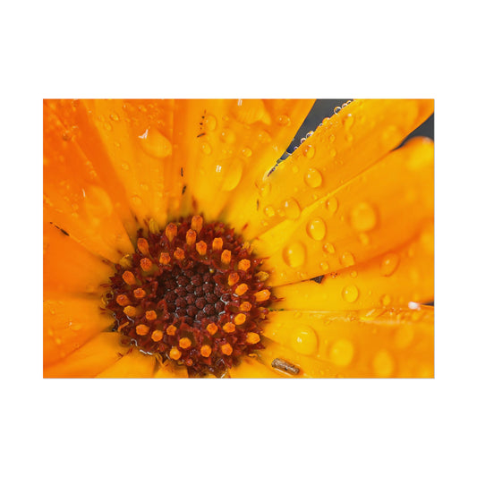 Drenched yellow flower printed on a rollable poster