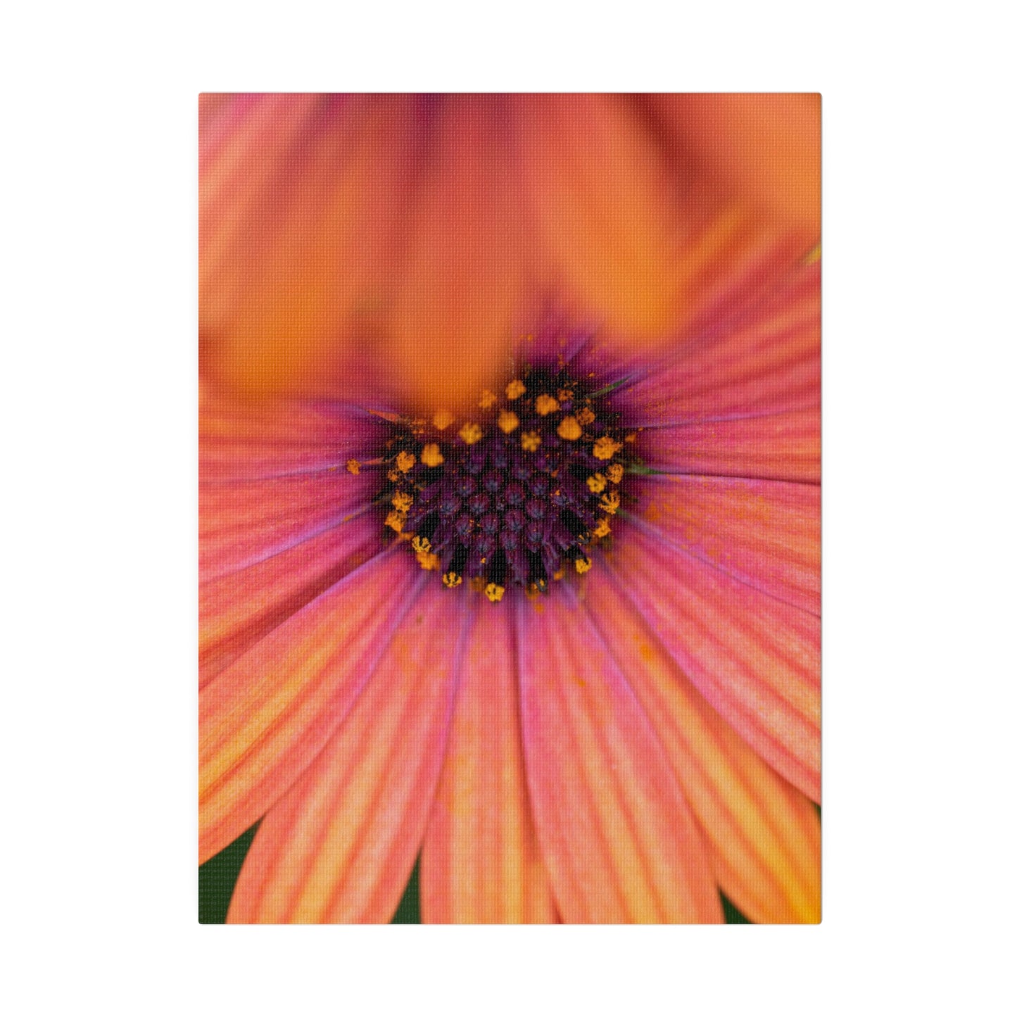 Colorful daisy printed on a stretched matte canvas