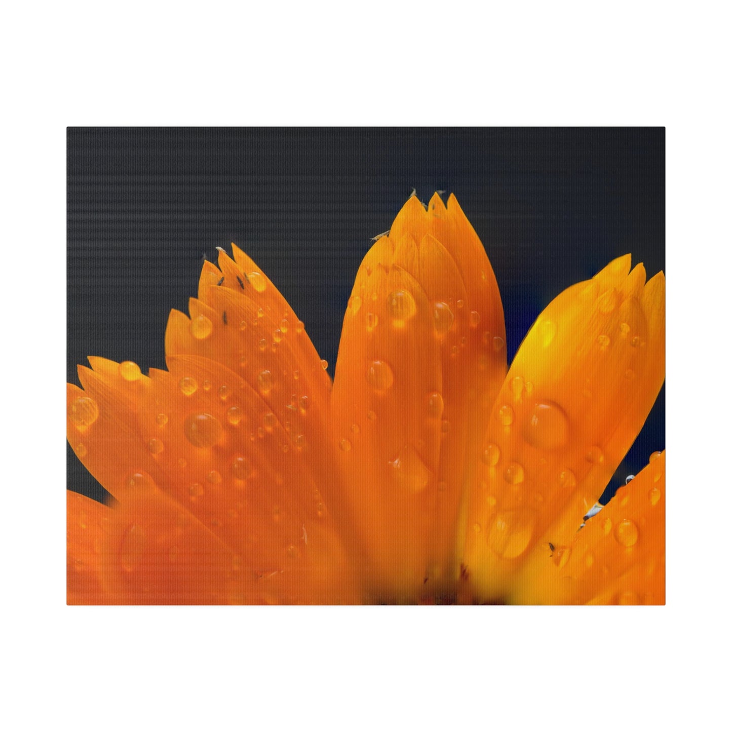 Orange flower petals drenched in dew printed on a stretched matte canvas