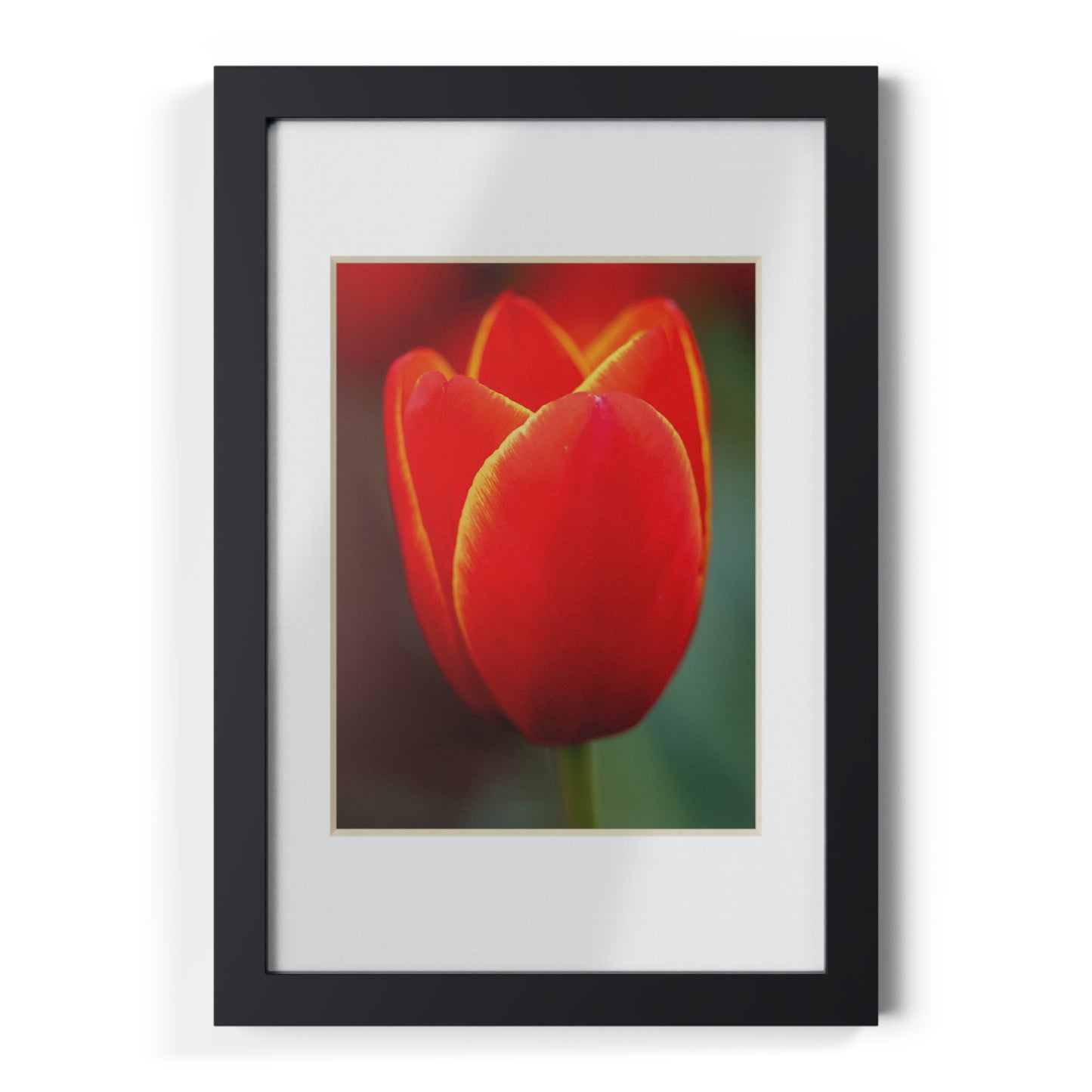 Fiery red and yellow tulip in a black framed poster