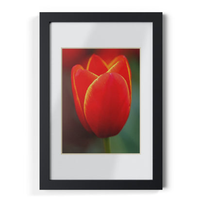 Fiery red and yellow tulip in a black framed poster