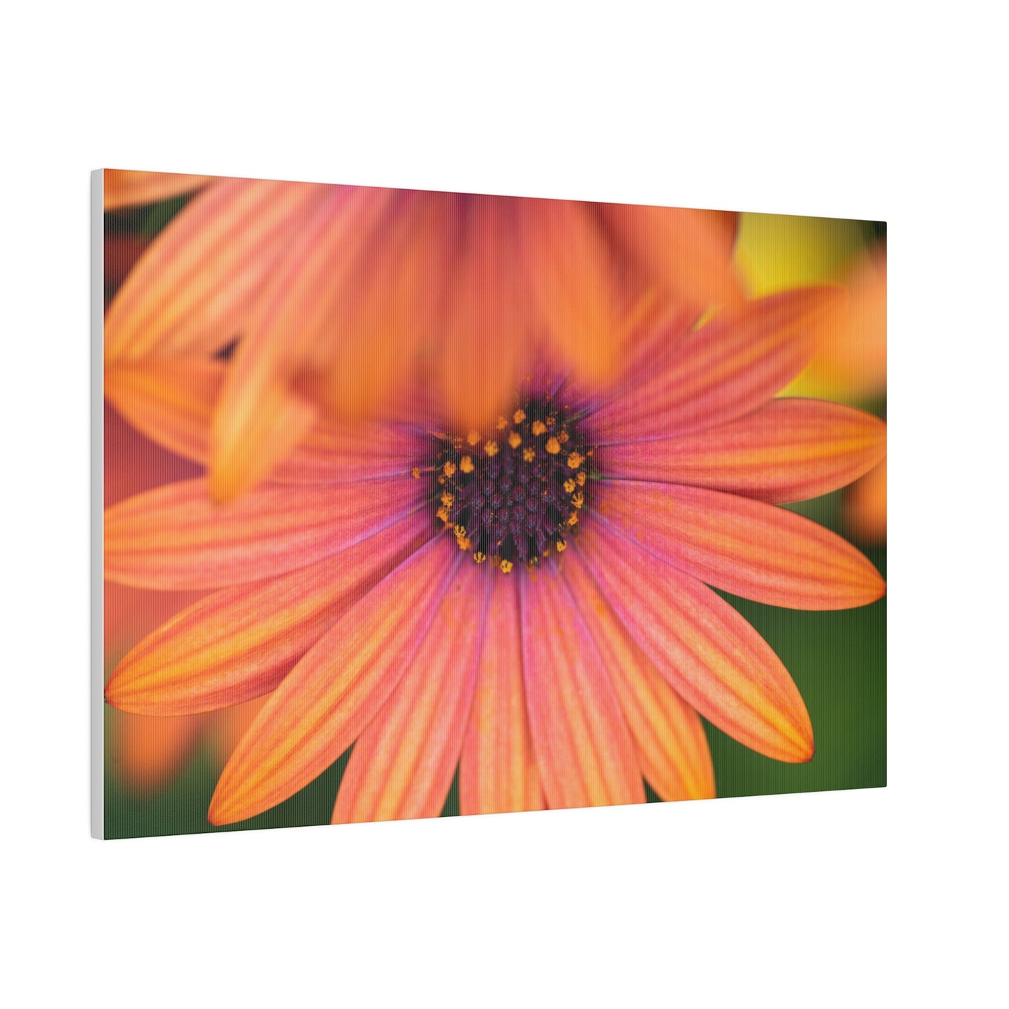 Colorful daisy printed on a stretched matte canvas