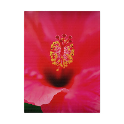 A beautiful hibiscus flower printed on a stretched matte canvas
