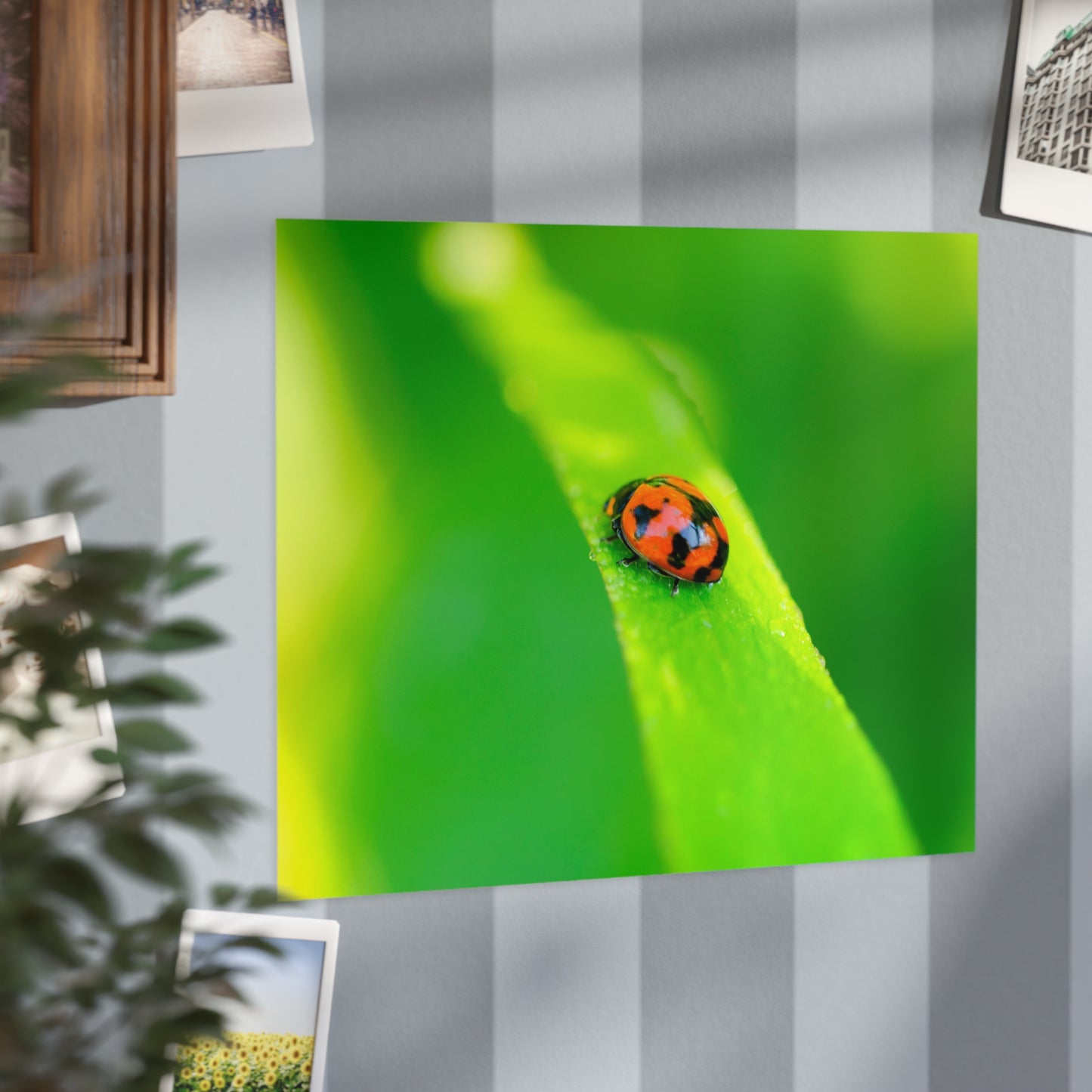 A macro print of a beautiful ladybug