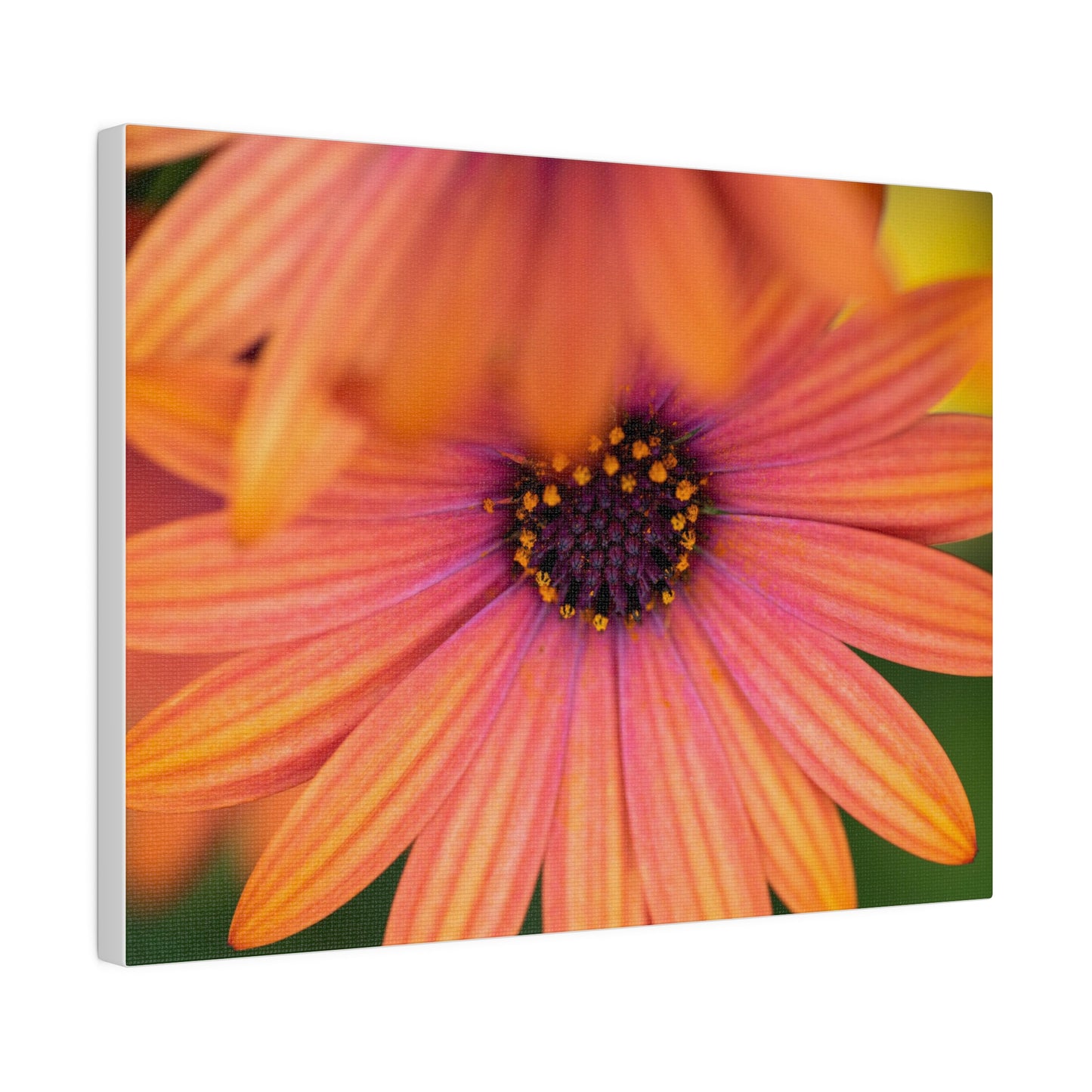 Colorful daisy printed on a stretched matte canvas