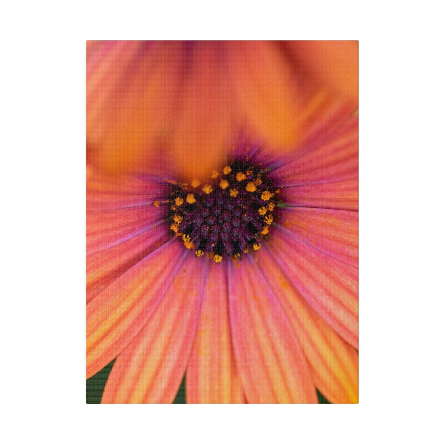 Colorful daisy printed on a stretched matte canvas