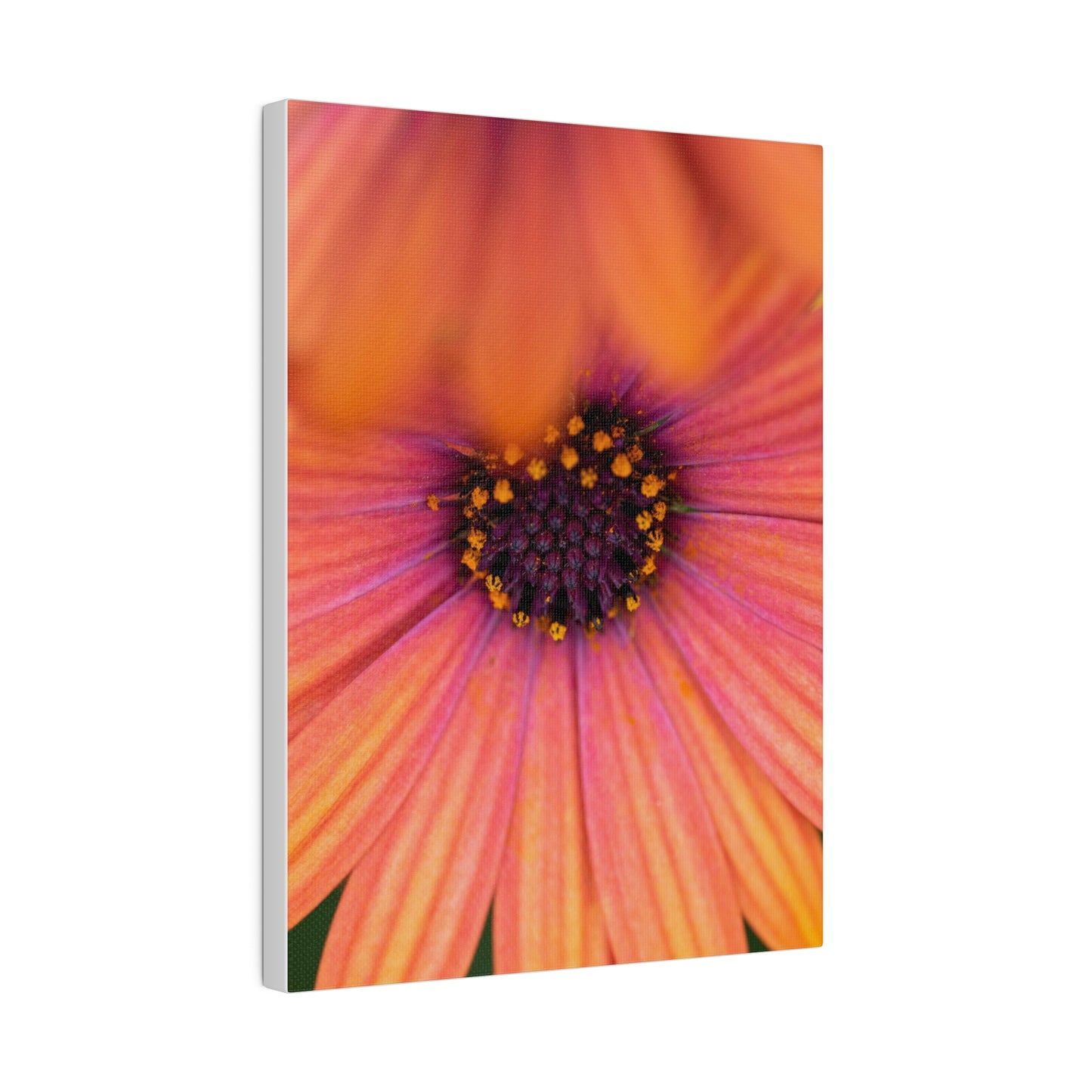 Colorful daisy printed on a stretched matte canvas