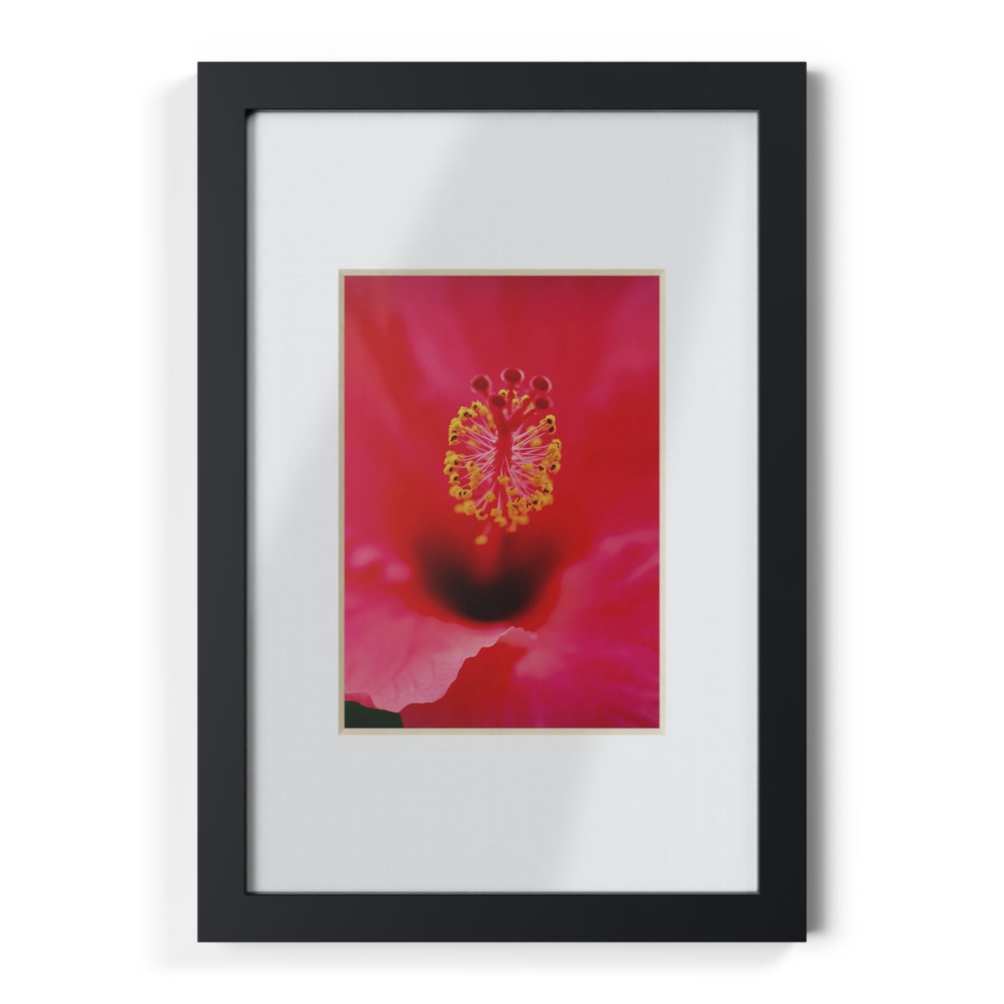 A beautiful hibiscus flower printed on a black framed poster