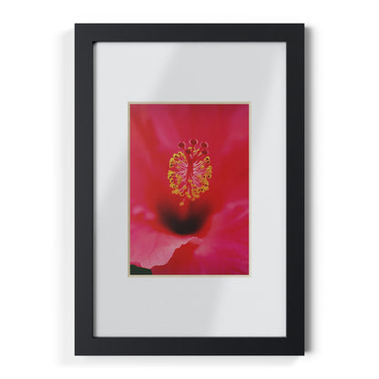 A beautiful hibiscus flower printed on a black framed poster