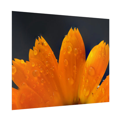 Orange flower petals drenched in dew printed on a rollable poster