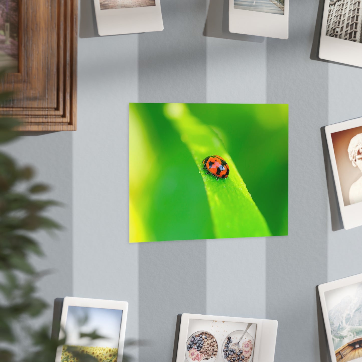 A macro print of a beautiful ladybug