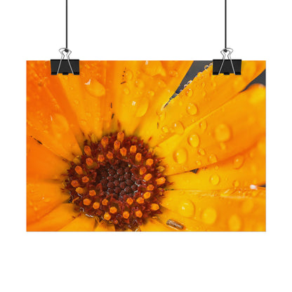 Drenched yellow flower printed on a rollable poster