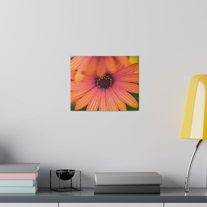 Colorful daisy printed on a stretched matte canvas