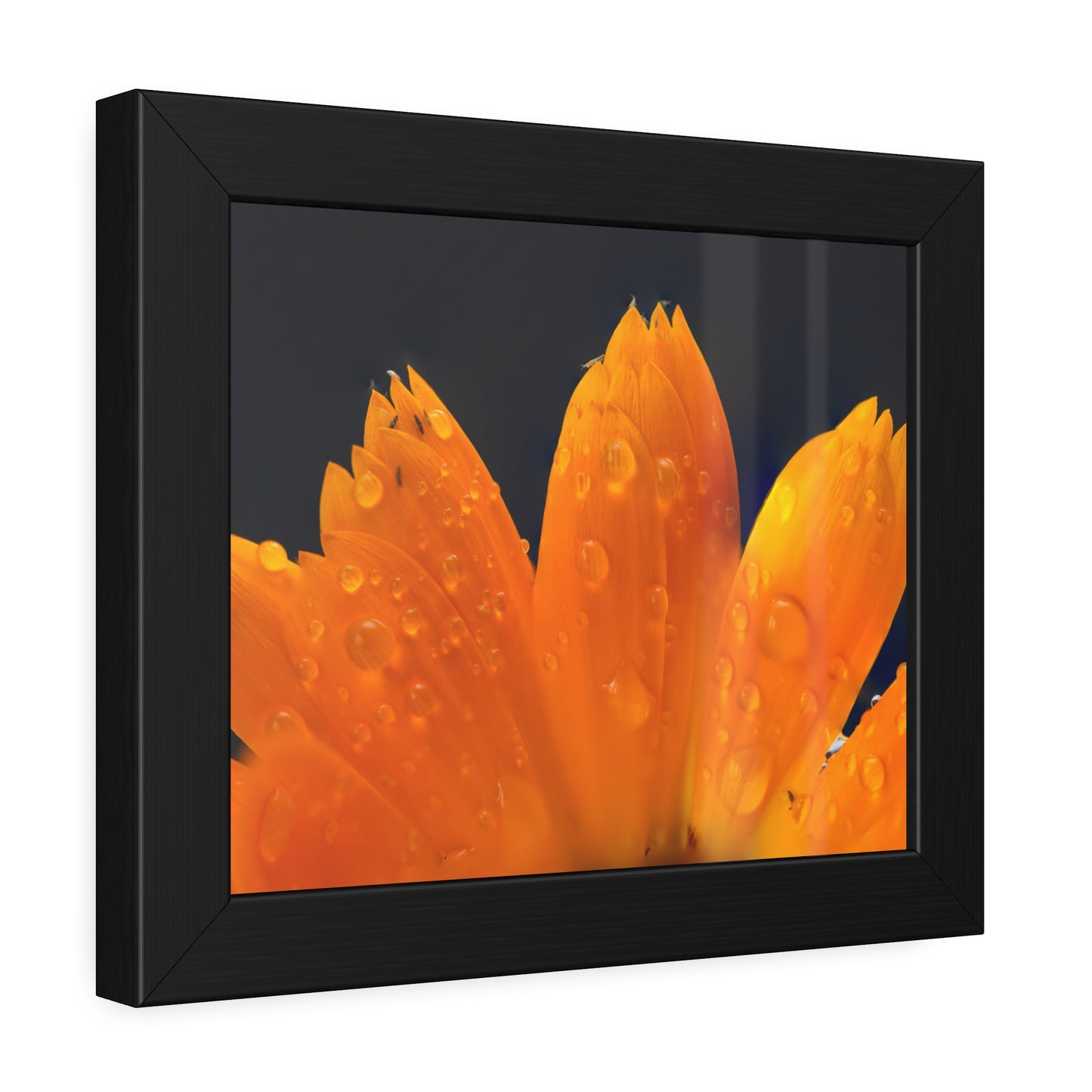 Orange flower petals drenched in dew printed on a framed paper poster