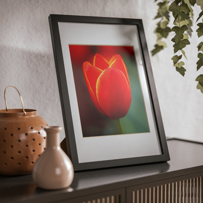 Fiery red and yellow tulip in a black framed poster