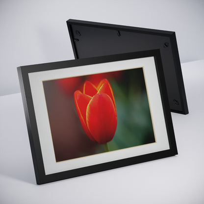 Fiery red and yellow tulip in a black framed poster