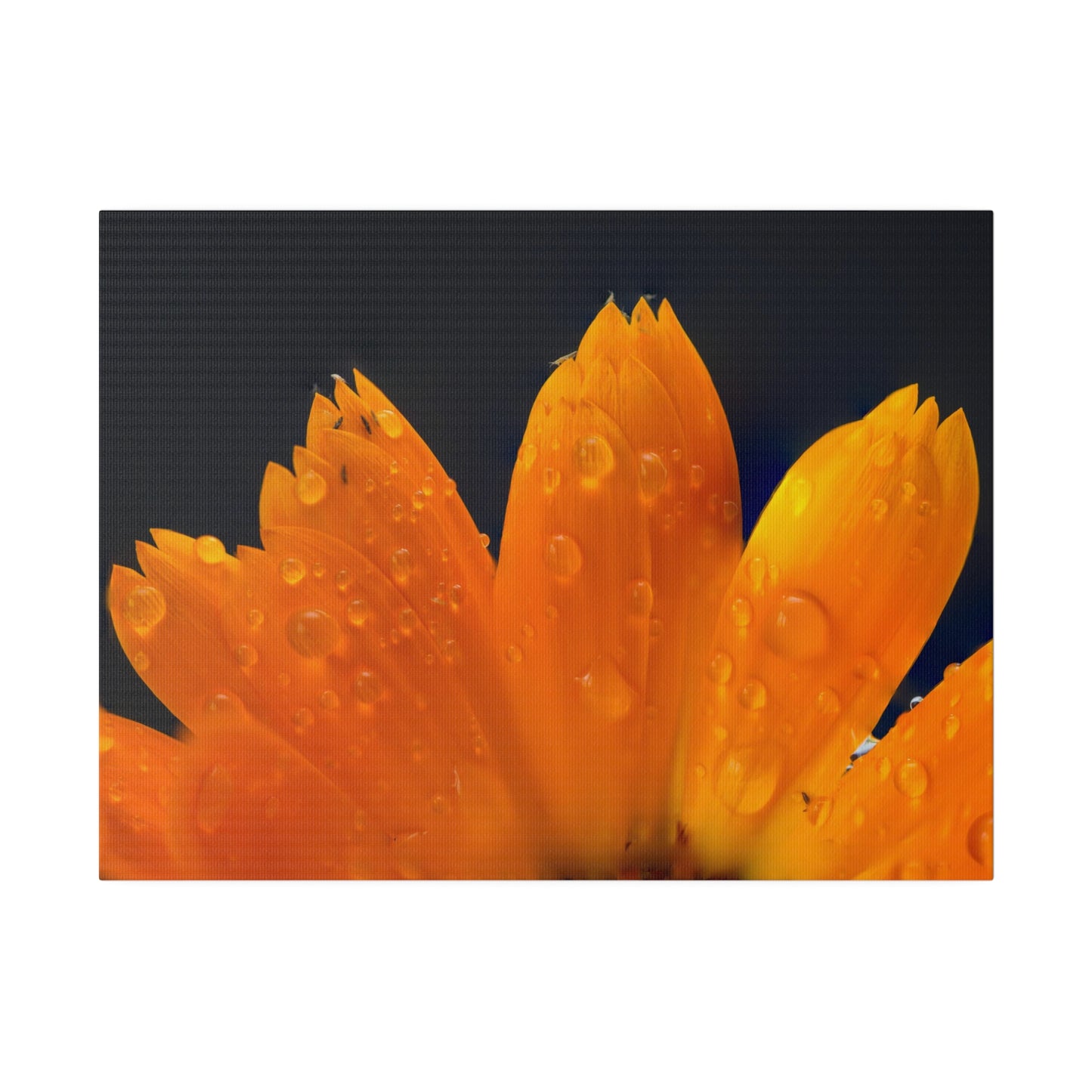 Orange flower petals drenched in dew printed on a stretched matte canvas