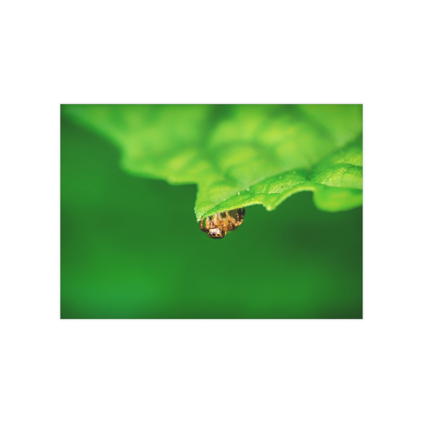 They live amongst us! A macro print of a tiny spider sitting at the edge of a luscious green leaf