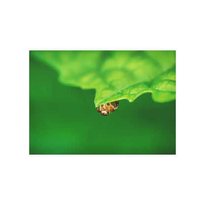 They live amongst us! A macro print of a tiny spider sitting at the edge of a luscious green leaf