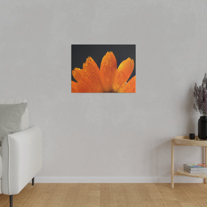 Orange flower petals drenched in dew printed on a stretched matte canvas