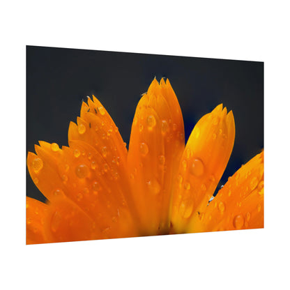 Orange flower petals drenched in dew printed on a rollable poster