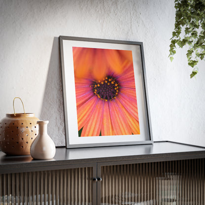 Colorful daisy printed on a framed matte poster