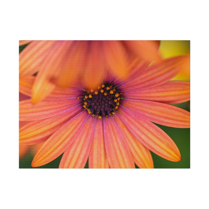 Colorful daisy printed on a stretched matte canvas