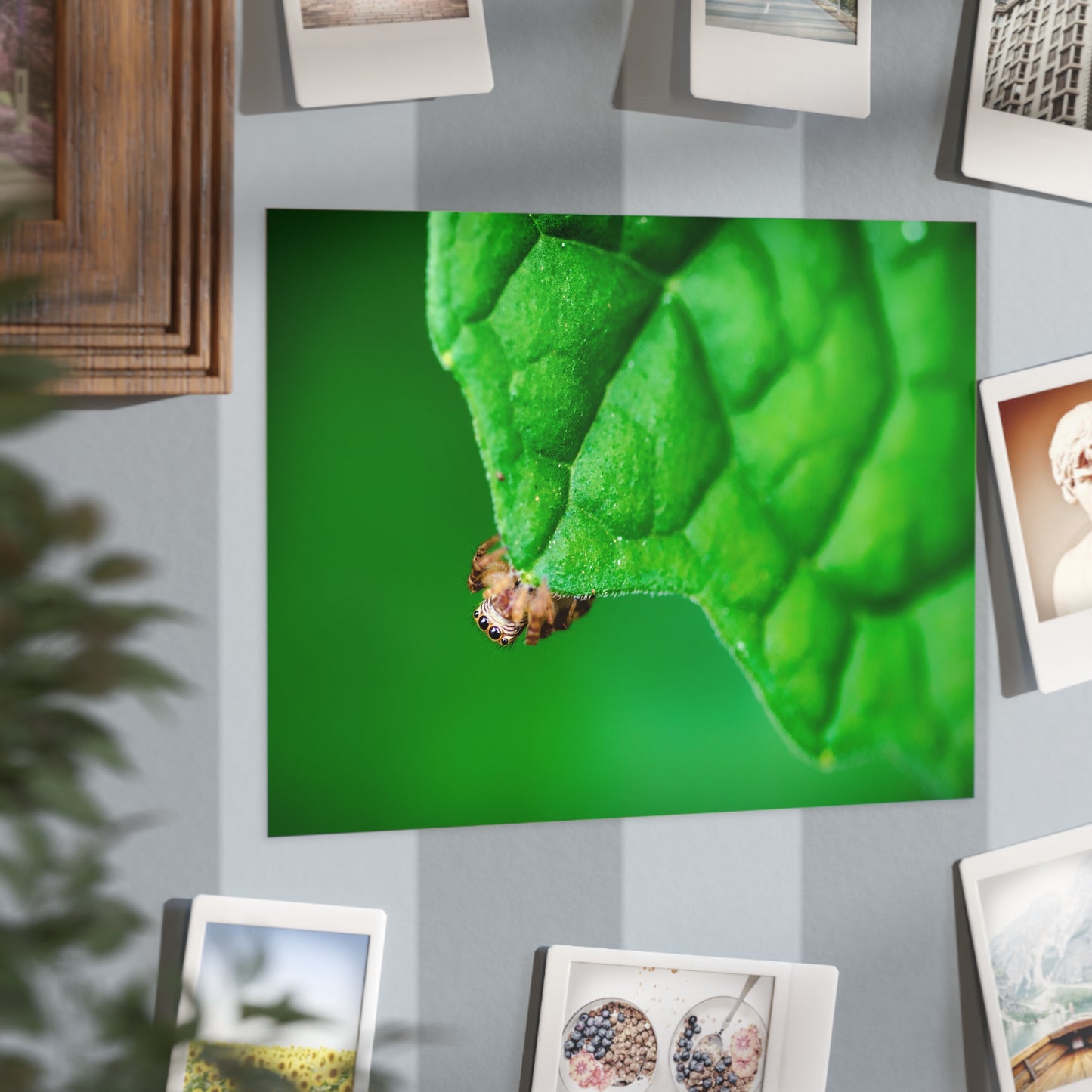 They live amongst us! A macro print of a tiny spider sitting at the edge of a luscious green leaf